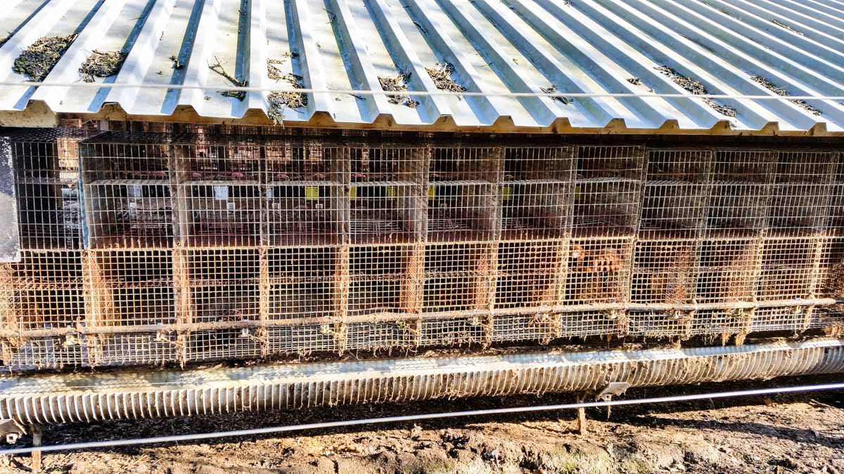 #wandelroute 12: Reekse bossen