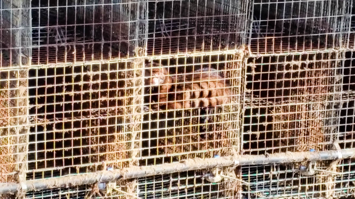 #wandelroute 12: Reekse bossen