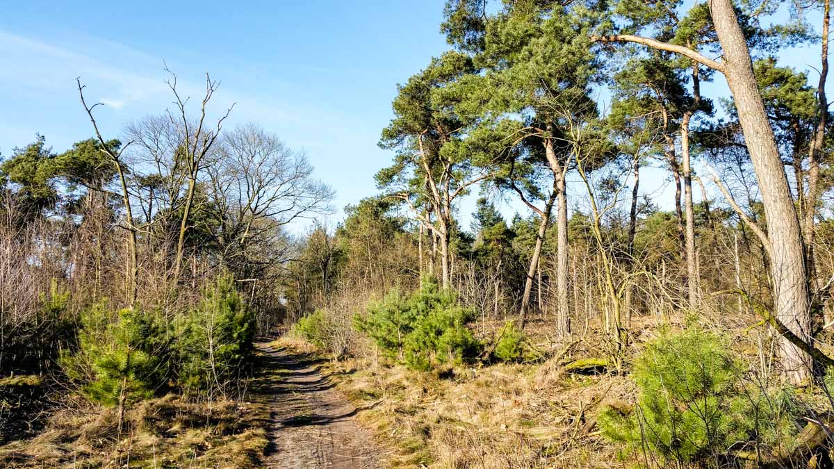 #wandelroute 12: Reekse bossen