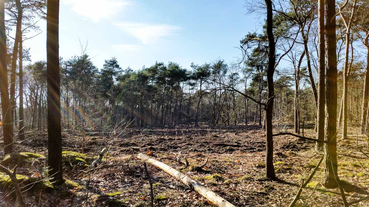 #wandelroute 12: Reekse bossen