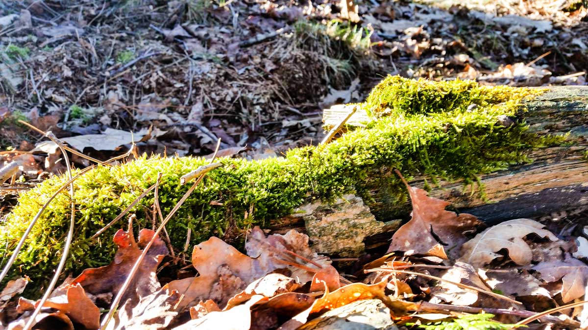 #wandelroute 12: Reekse bossen