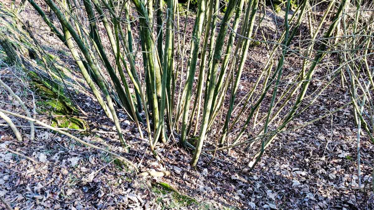 #wandelroute 12: Reekse bossen