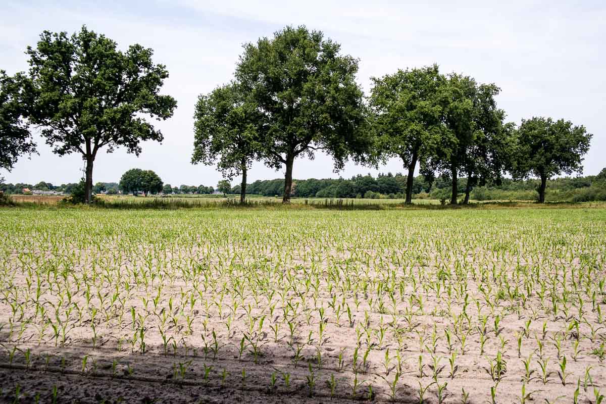 Kabouterpad Uden, Maashorst