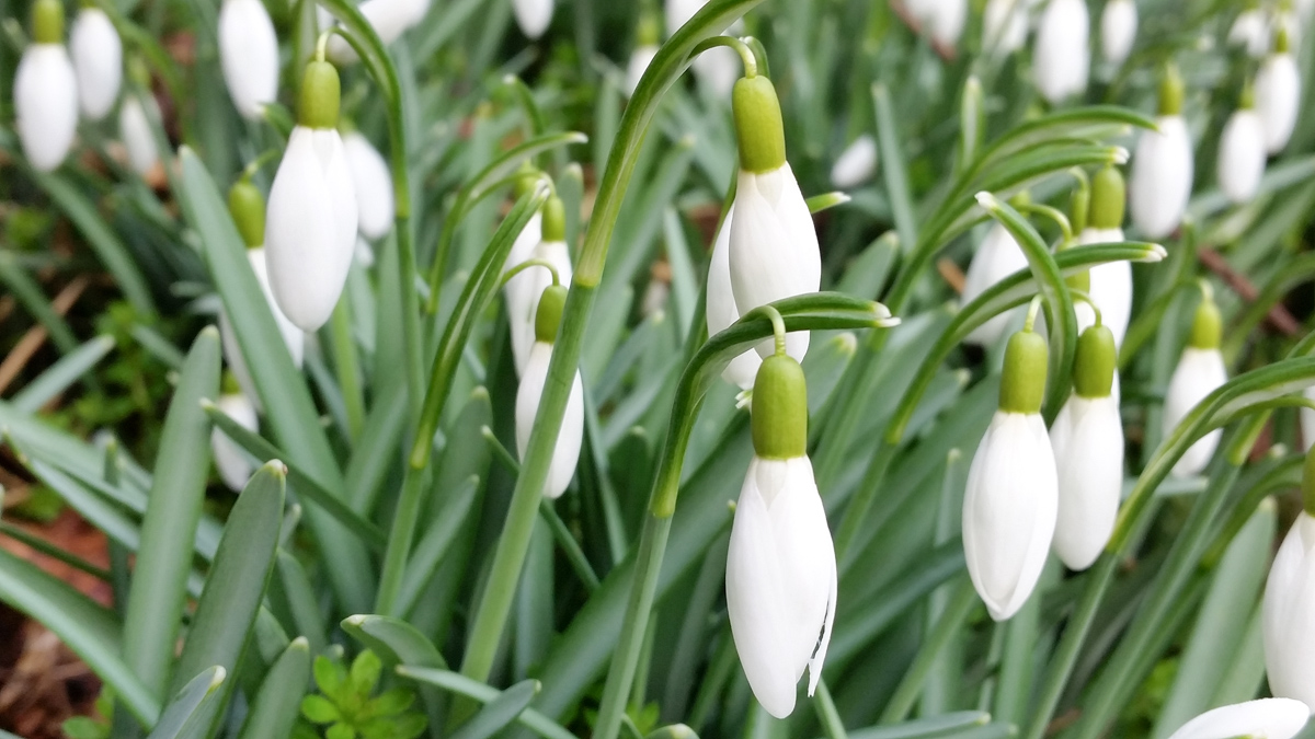 Westenschouwen, Schouwen-Duiveland