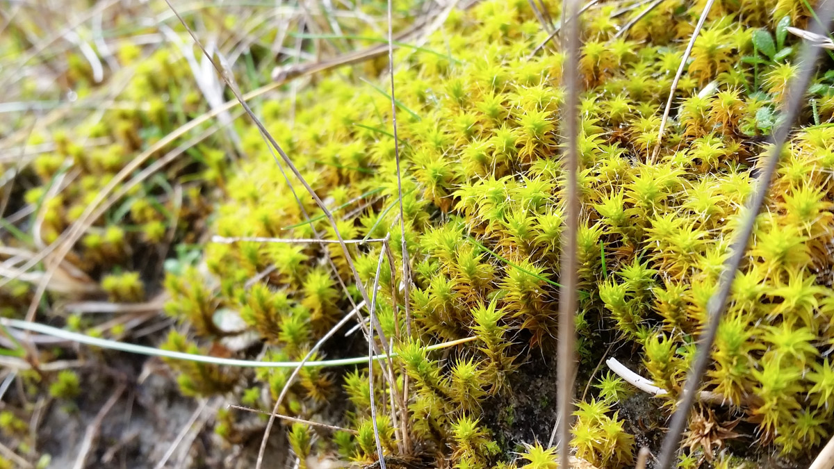 Westenschouwen, Schouwen-Duiveland