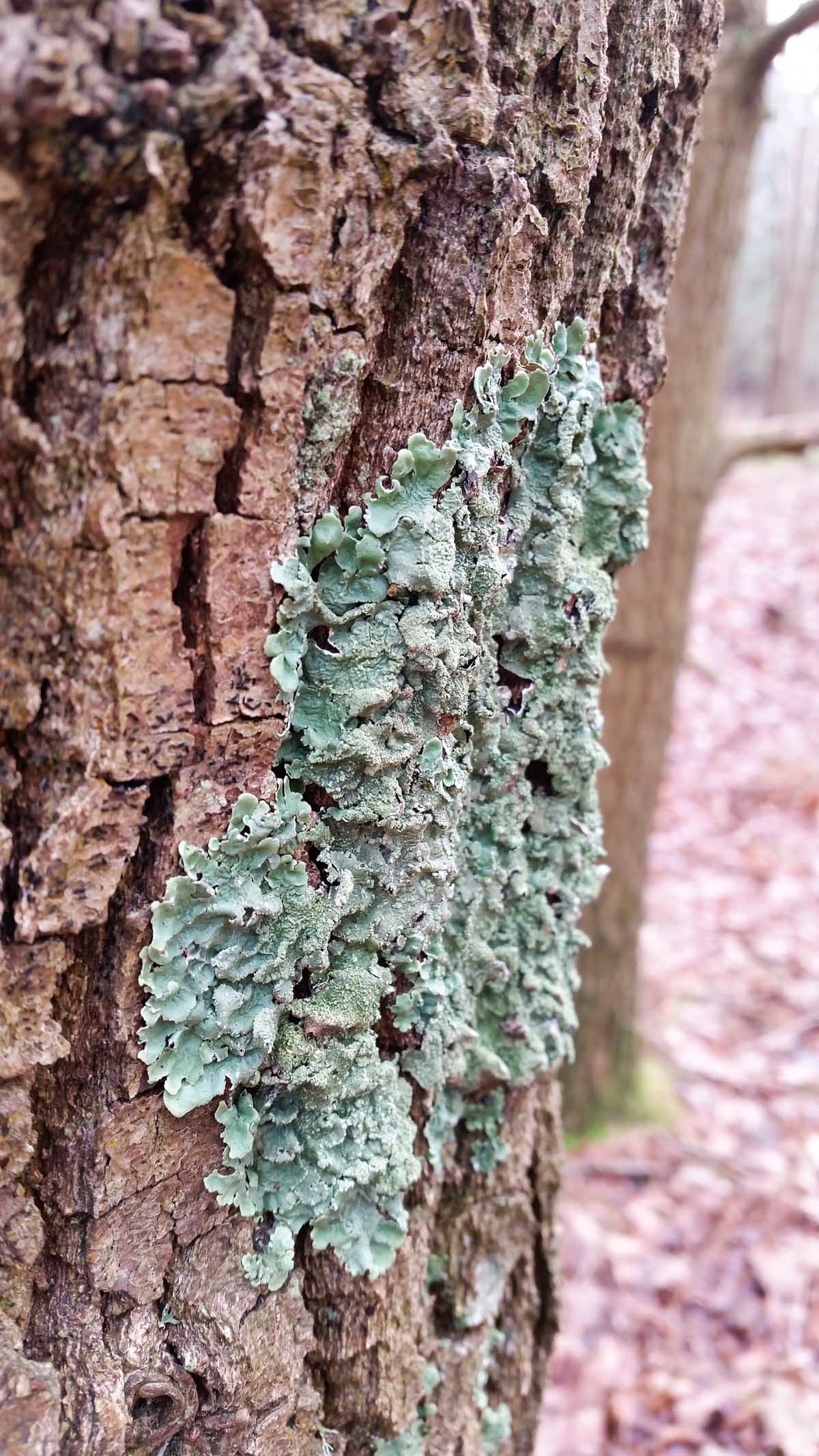 Westenschouwen, Schouwen-Duiveland