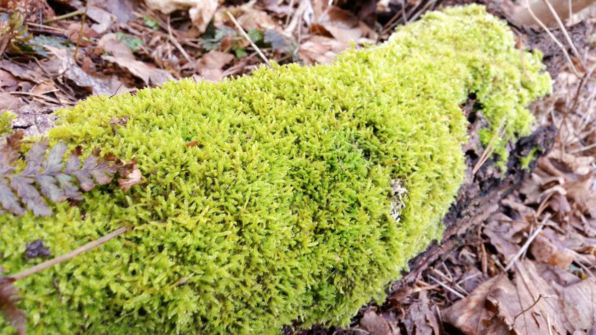 Westenschouwen, Schouwen-Duiveland