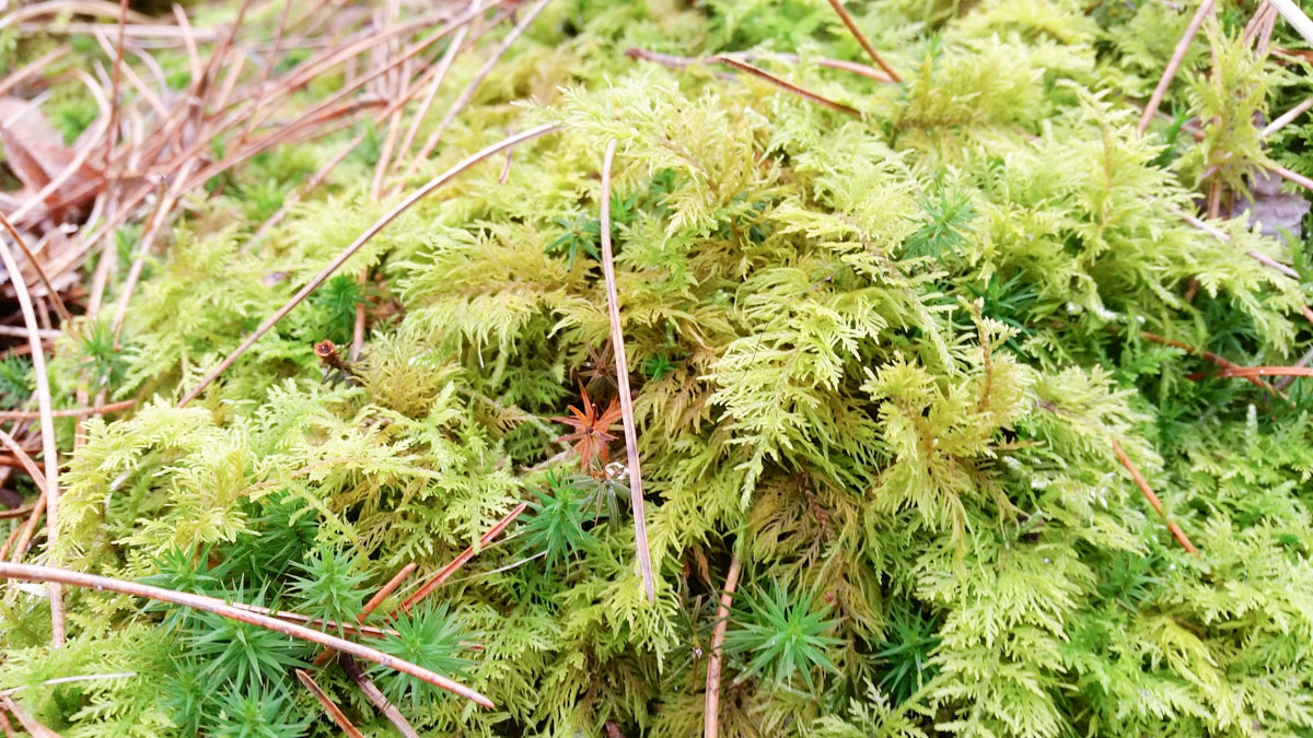 Westenschouwen, Schouwen-Duiveland