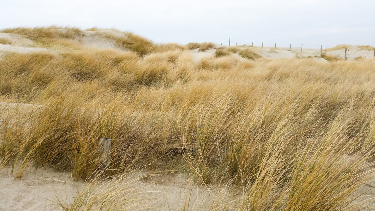 Westenschouwen, Schouwen-Duiveland