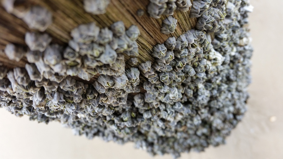 Westenschouwen, Schouwen-Duiveland