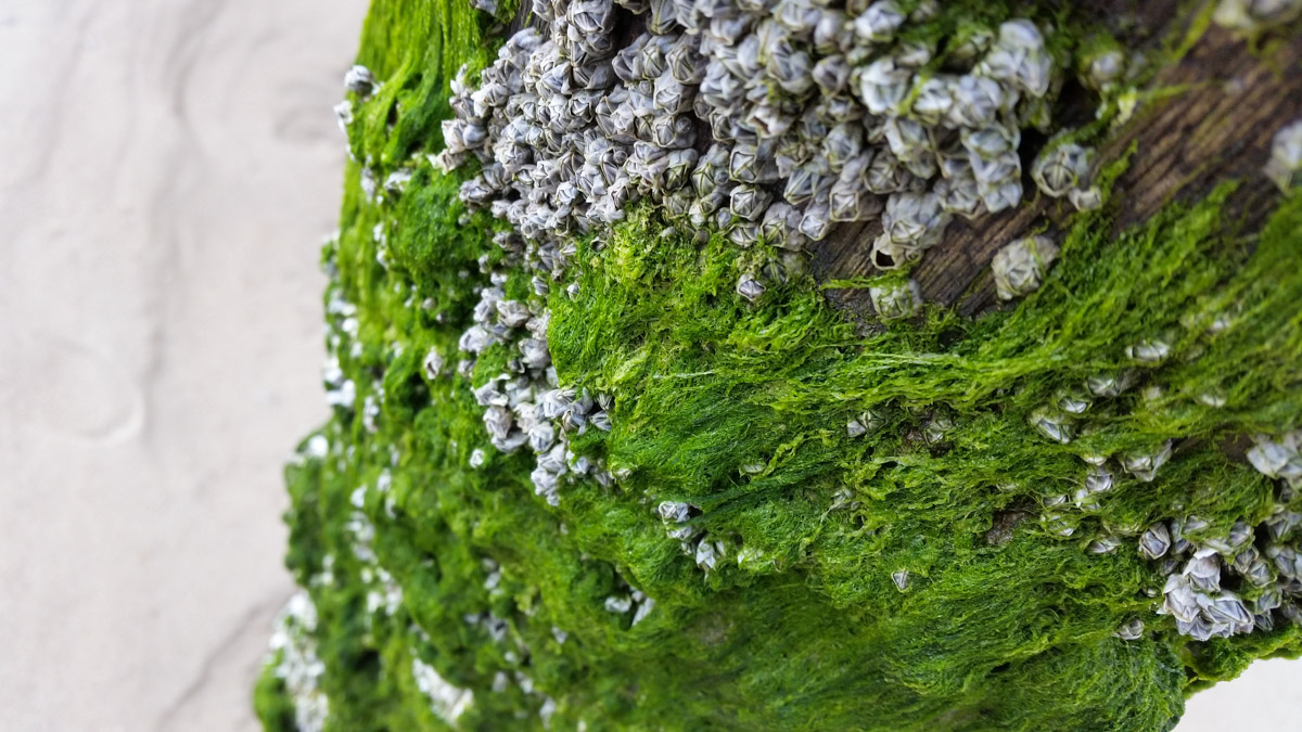 Westenschouwen, Schouwen-Duiveland