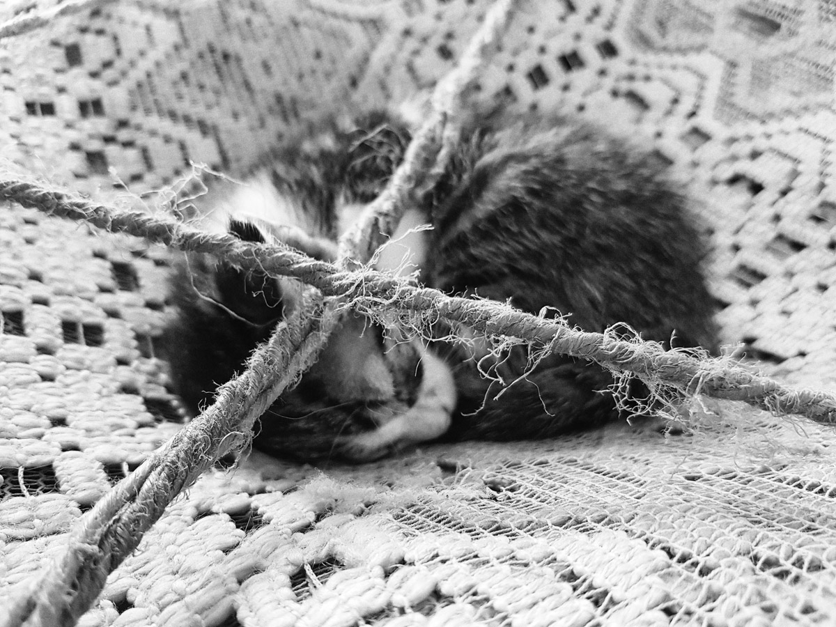 zwart wit in Fez Marokko