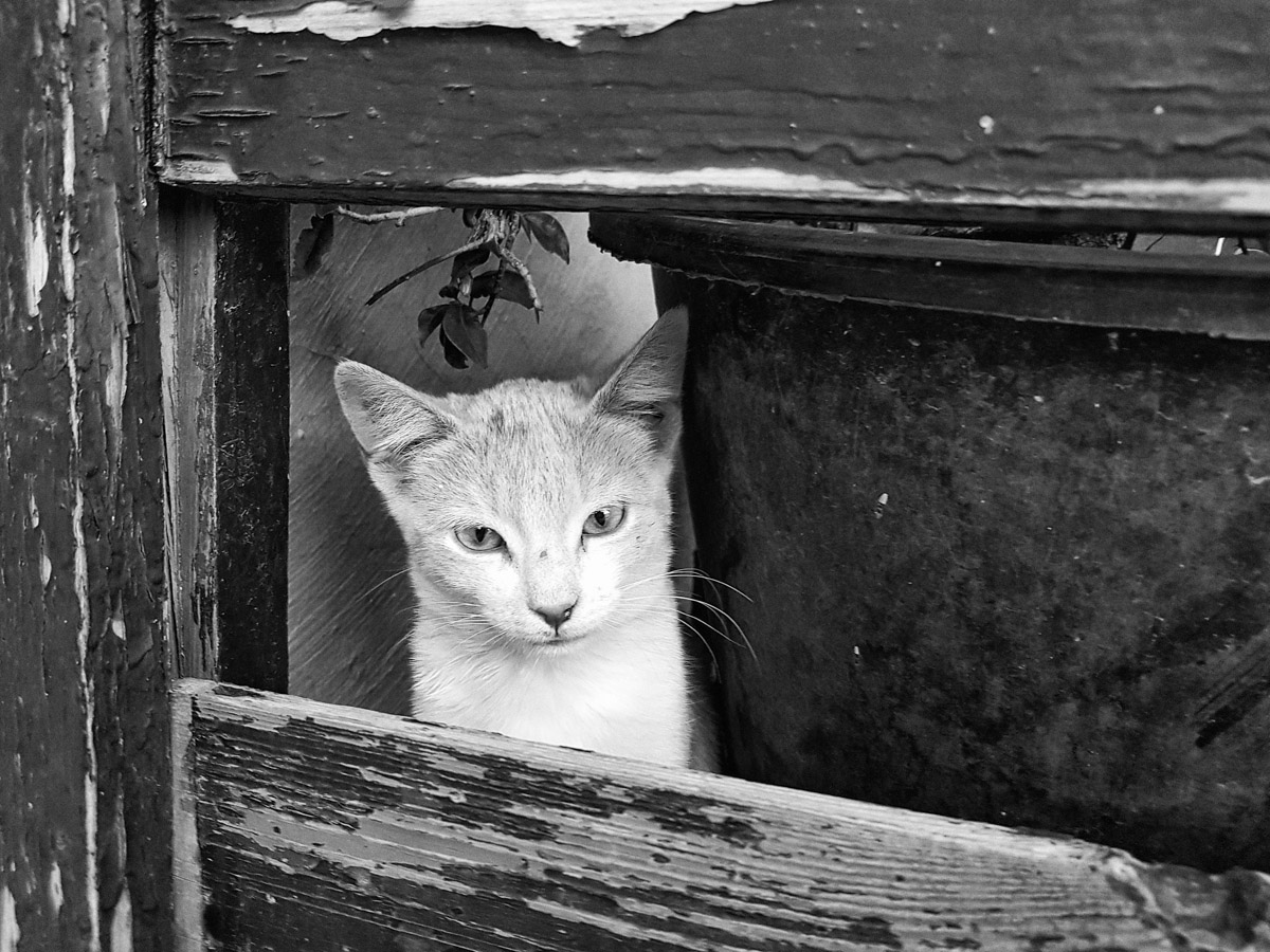 zwart wit in Fez Marokko