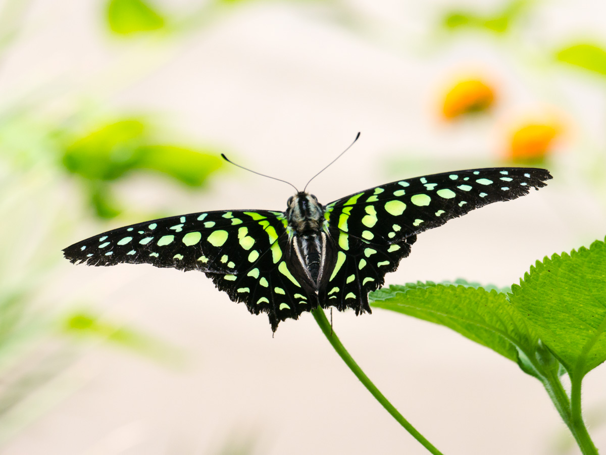 Vlindersafari in Gemert